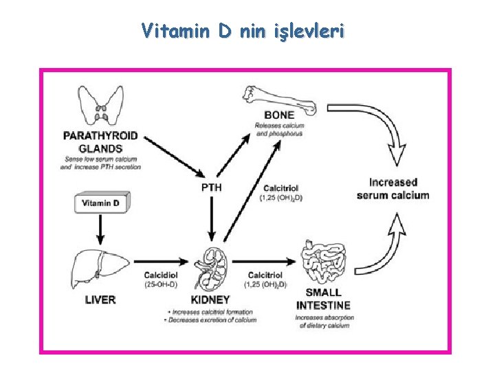 Vitamin D nin işlevleri 