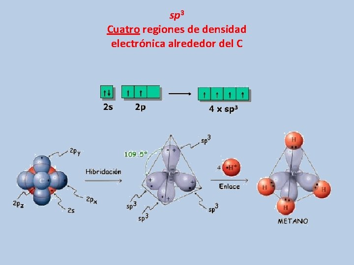 sp 3 Cuatro regiones de densidad electrónica alrededor del C 