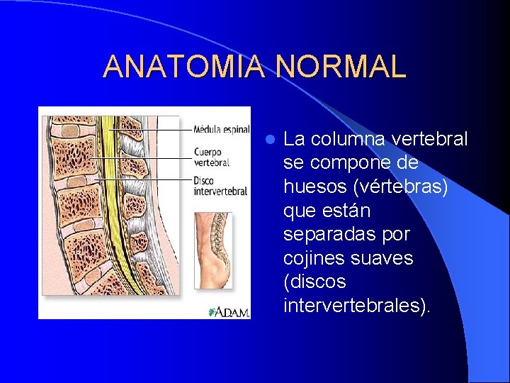 ANATOMIA NORMAL l La columna vertebral se compone de huesos (vértebras) que están separadas