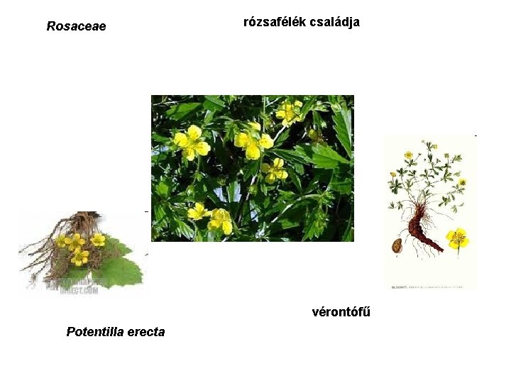 Rosaceae rózsafélék családja vérontófű Potentilla erecta 