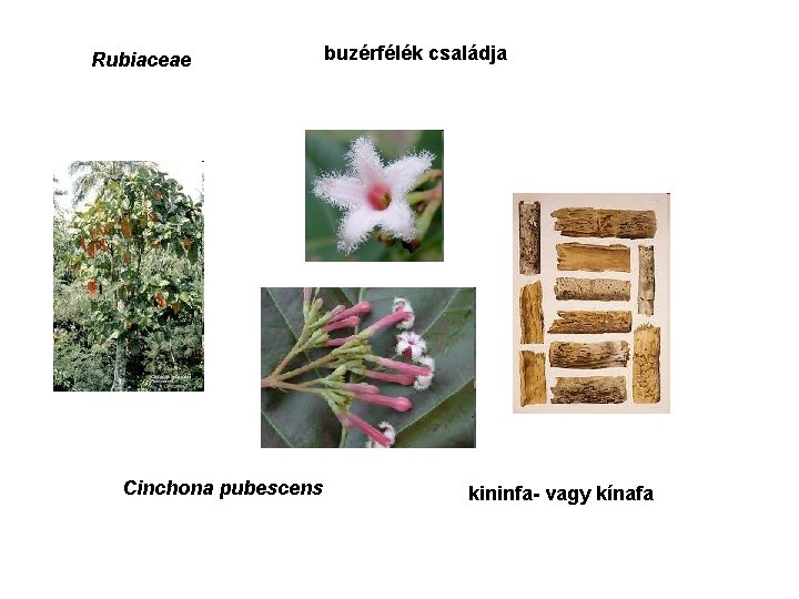Rubiaceae Cinchona pubescens buzérfélék családja kininfa- vagy kínafa 