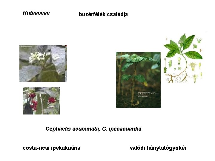 Rubiaceae buzérfélék családja Cephaëlis acuminata, C. ipecacuanha costa-ricai ipekakuána valódi hánytatógyökér 