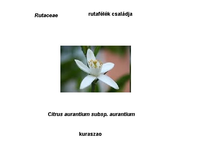 Rutaceae rutafélék családja Citrus aurantium subsp. aurantium kuraszao 