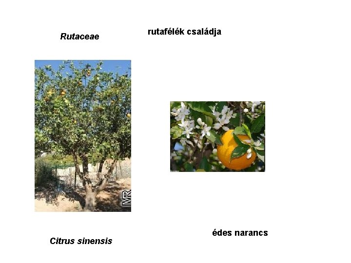 Rutaceae Citrus sinensis rutafélék családja édes narancs 