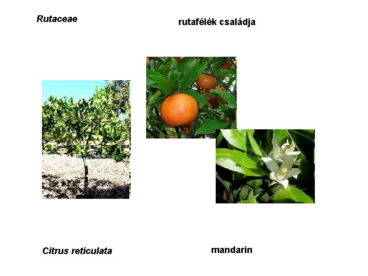 Rutaceae Citrus reticulata rutafélék családja mandarin 