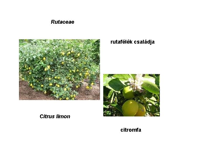 Rutaceae rutafélék családja Citrus limon citromfa 