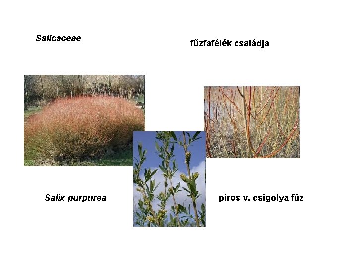 Salicaceae Salix purpurea fűzfafélék családja piros v. csigolya fűz 