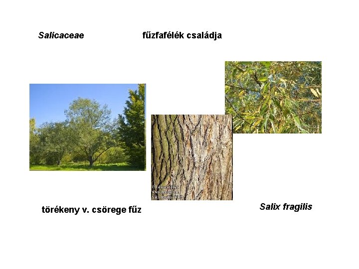 Salicaceae törékeny v. csörege fűzfafélék családja Salix fragilis 