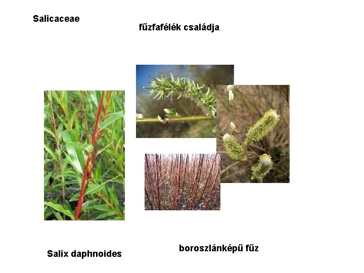 Salicaceae Salix daphnoides fűzfafélék családja boroszlánképű fűz 