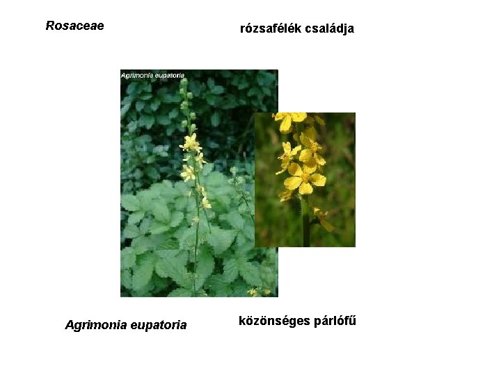 Rosaceae Agrimonia eupatoria rózsafélék családja közönséges párlófű 