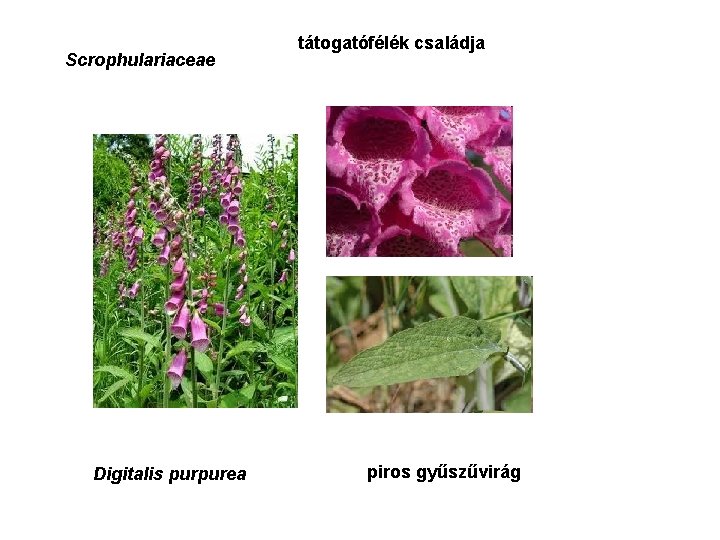 Scrophulariaceae Digitalis purpurea tátogatófélék családja piros gyűszűvirág 
