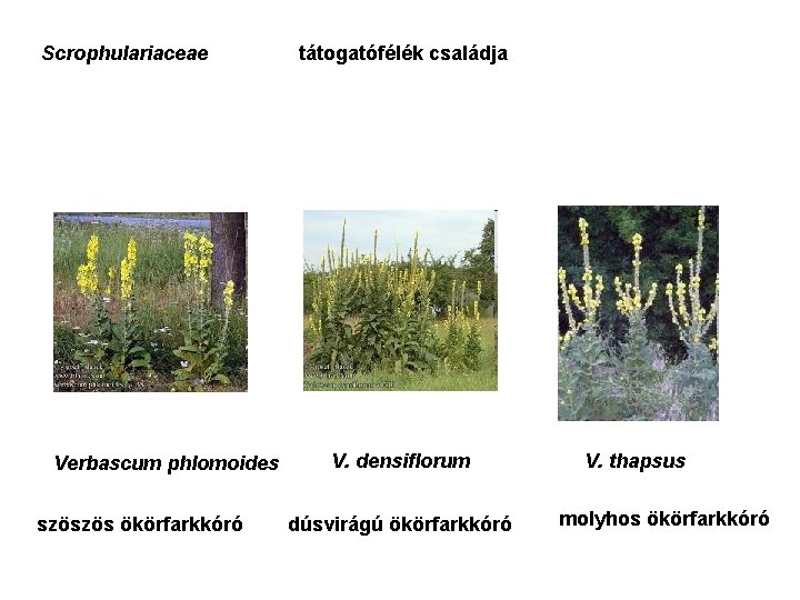 Scrophulariaceae Verbascum phlomoides szöszös ökörfarkkóró tátogatófélék családja V. densiflorum dúsvirágú ökörfarkkóró V. thapsus molyhos