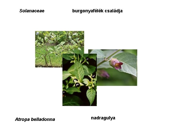 Solanaceae Atropa belladonna burgonyafélék családja nadragulya 