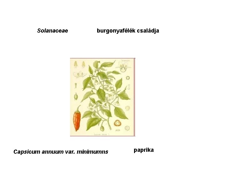 Solanaceae burgonyafélék családja Capsicum annuum var. minimumns paprika 