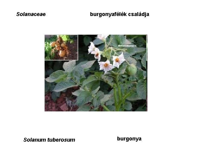 Solanaceae Solanum tuberosum burgonyafélék családja burgonya 