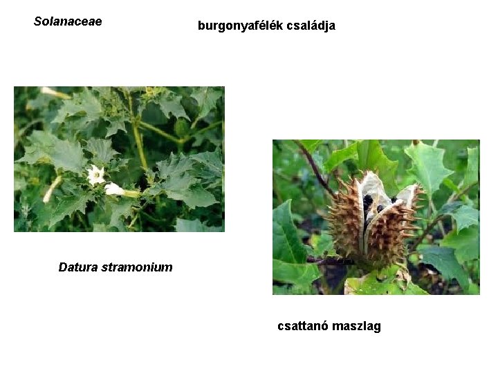Solanaceae burgonyafélék családja Datura stramonium csattanó maszlag 