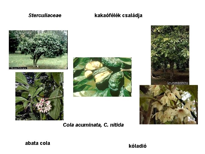 Sterculiaceae kakaófélék családja Cola acuminata, C. nitida abata cola kóladió 