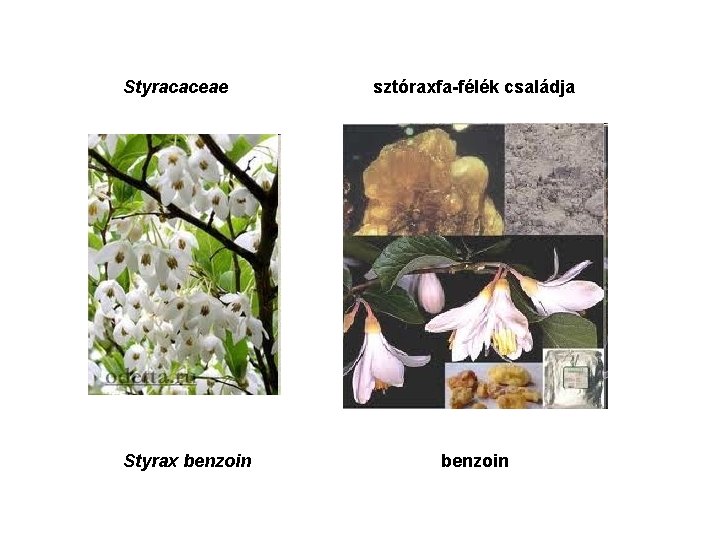 Styracaceae Styrax benzoin sztóraxfa-félék családja benzoin 