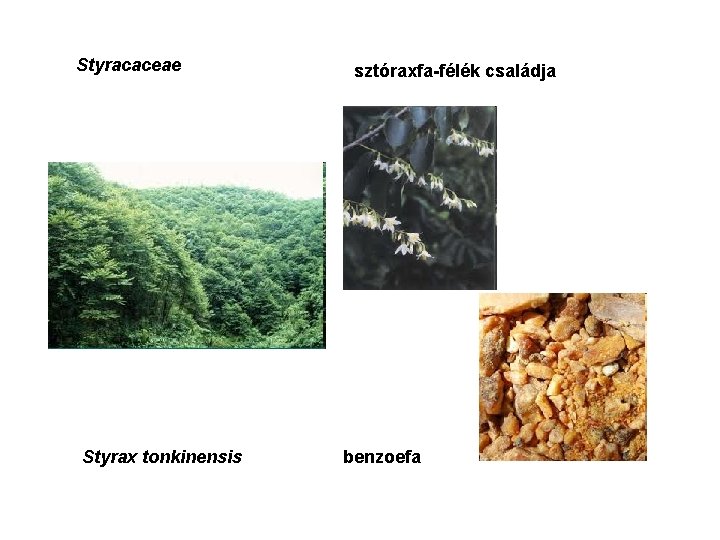 Styracaceae Styrax tonkinensis sztóraxfa-félék családja benzoefa 