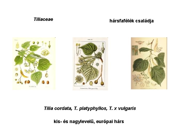 Tiliaceae hársfafélék családja Tilia cordata, T. platyphyllos, T. x vulgaris kis- és nagylevelű, európai