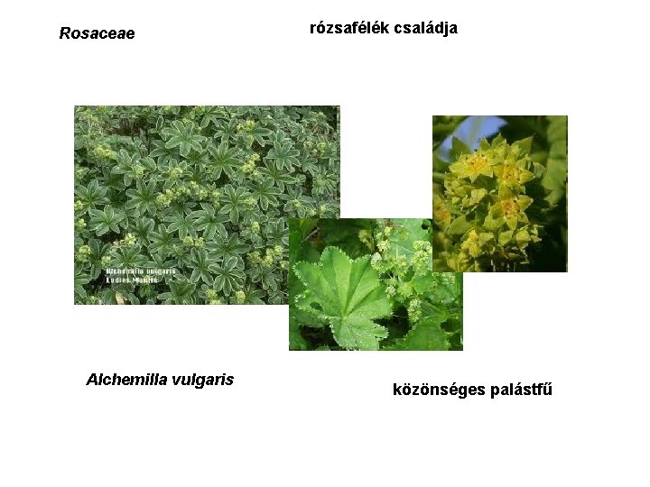 Rosaceae Alchemilla vulgaris rózsafélék családja közönséges palástfű 