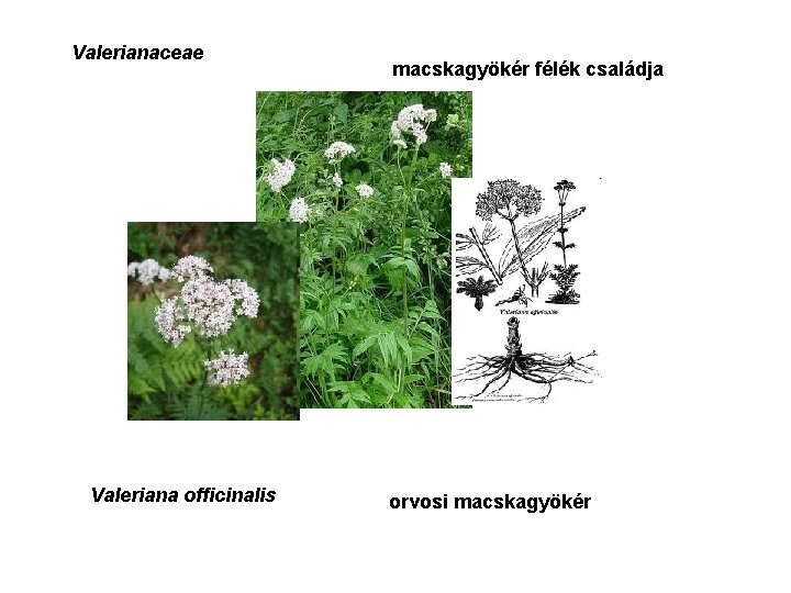 Valerianaceae Valeriana officinalis macskagyökér félék családja orvosi macskagyökér 