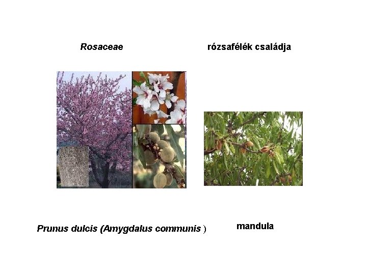 Rosaceae Prunus dulcis (Amygdalus communis ) rózsafélék családja mandula 