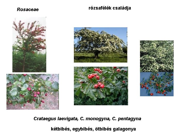 Rosaceae rózsafélék családja Crataegus laevigata, C. monogyna, C. pentagyna kétbibés, egybibés, ötbibés galagonya 