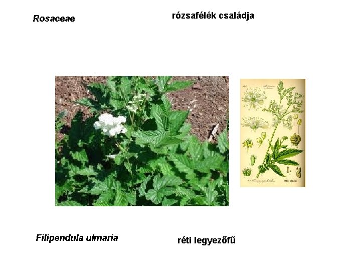 Rosaceae Filipendula ulmaria rózsafélék családja réti legyezőfű 