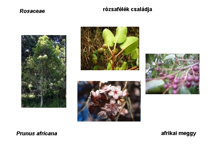 Rosaceae Prunus africana rózsafélék családja afrikai meggy 