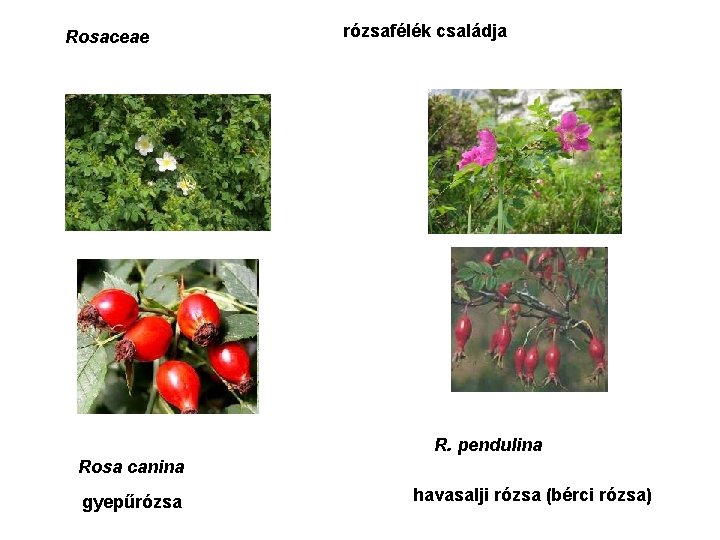 Rosaceae rózsafélék családja R. pendulina Rosa canina gyepűrózsa havasalji rózsa (bérci rózsa) 