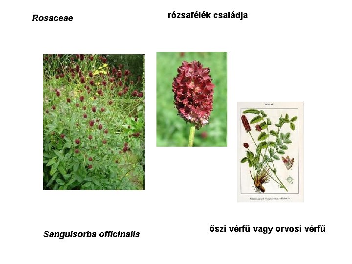 Rosaceae Sanguisorba officinalis rózsafélék családja őszi vérfű vagy orvosi vérfű 