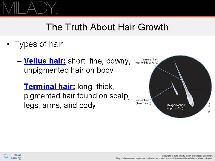 The Truth About Hair Growth • Types of hair – Terminal hair: long, thick,