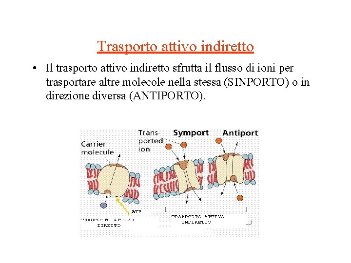 Trasporto attivo indiretto • Il trasporto attivo indiretto sfrutta il flusso di ioni per Trasporto attivo indiretto • Il trasporto attivo indiretto sfrutta il flusso di ioni per