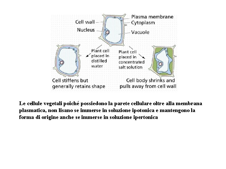 Le cellule vegetali poiché possiedono la parete cellulare oltre alla membrana plasmatica, non lisano Le cellule vegetali poiché possiedono la parete cellulare oltre alla membrana plasmatica, non lisano