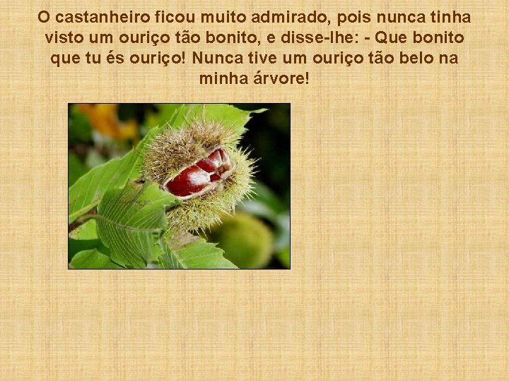 O castanheiro ficou muito admirado, pois nunca tinha visto um ouriço tão bonito, e
