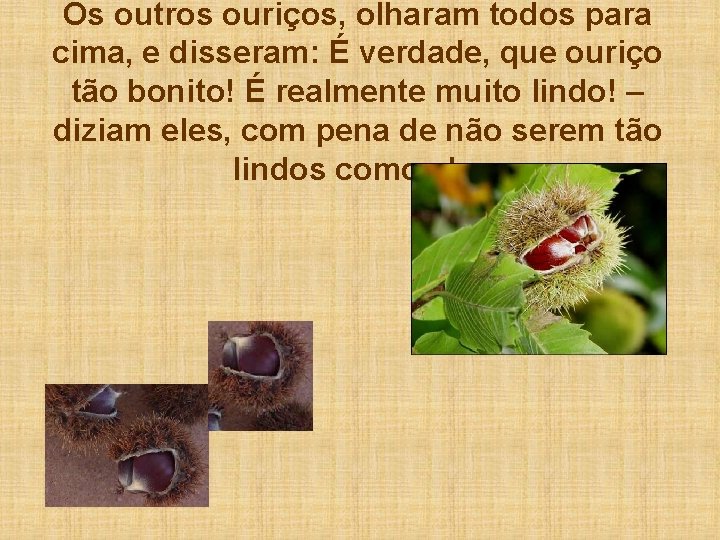 Os outros ouriços, olharam todos para cima, e disseram: É verdade, que ouriço tão