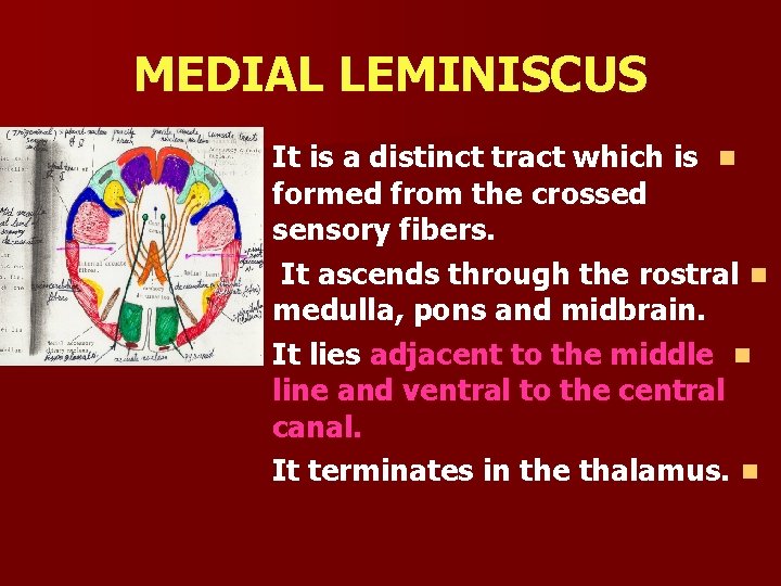 MEDIAL LEMINISCUS It is a distinct tract which is n formed from the crossed
