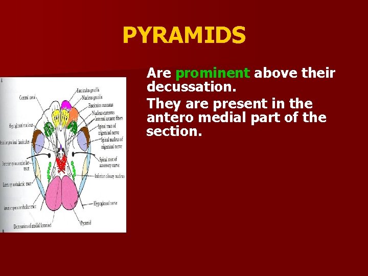 PYRAMIDS Are prominent above their decussation. They are present in the antero medial part