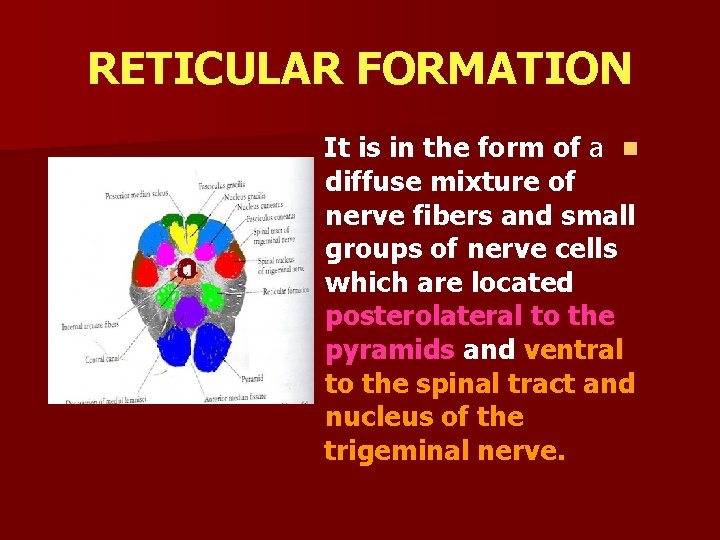 RETICULAR FORMATION It is in the form of a n diffuse mixture of nerve