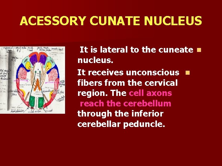 ACESSORY CUNATE NUCLEUS It is lateral to the cuneate n nucleus. It receives unconscious