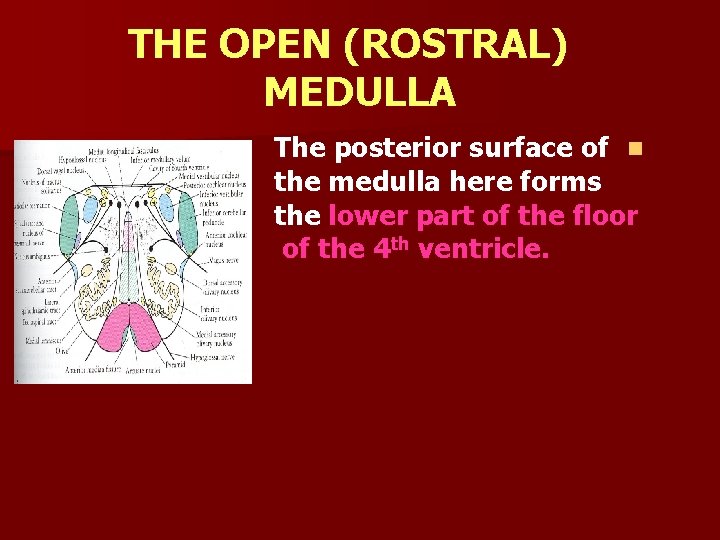 THE OPEN (ROSTRAL) MEDULLA The posterior surface of n the medulla here forms the