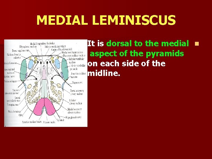 MEDIAL LEMINISCUS It is dorsal to the medial n aspect of the pyramids on