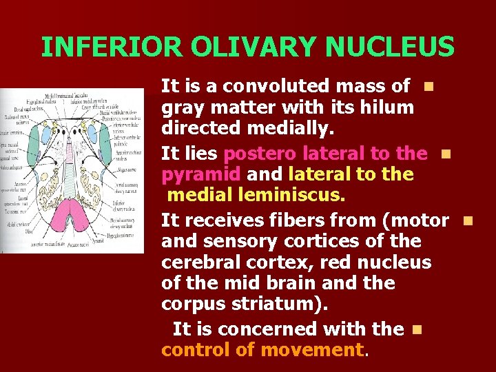 INFERIOR OLIVARY NUCLEUS It is a convoluted mass of n gray matter with its