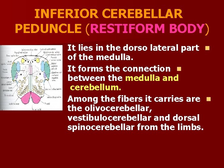 INFERIOR CEREBELLAR PEDUNCLE (RESTIFORM BODY) It lies in the dorso lateral part n of