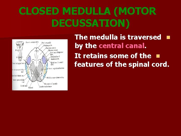 CLOSED MEDULLA (MOTOR DECUSSATION) The medulla is traversed n by the central canal. It