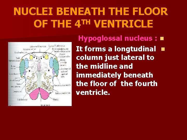 NUCLEI BENEATH THE FLOOR OF THE 4 TH VENTRICLE Hypoglossal nucleus : n It
