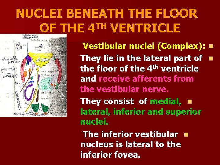 NUCLEI BENEATH THE FLOOR OF THE 4 TH VENTRICLE Vestibular nuclei (Complex): n They
