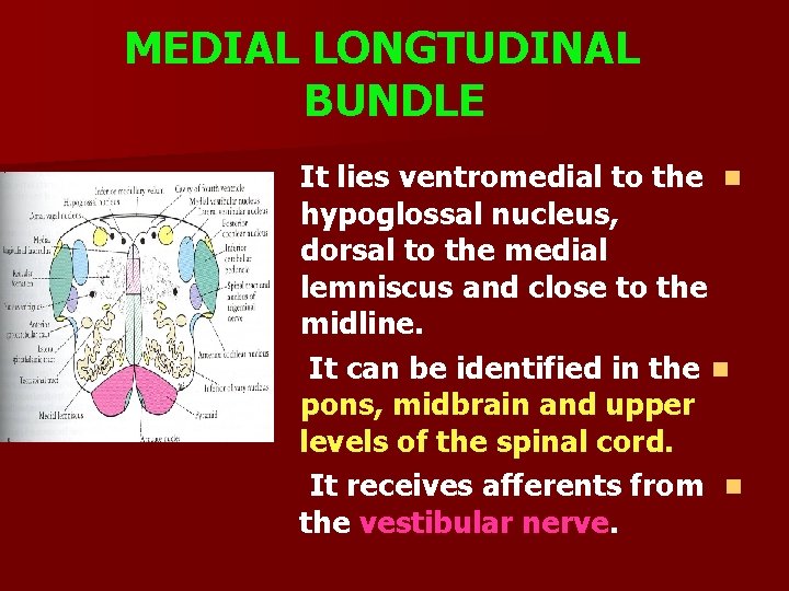 MEDIAL LONGTUDINAL BUNDLE It lies ventromedial to the n hypoglossal nucleus, dorsal to the