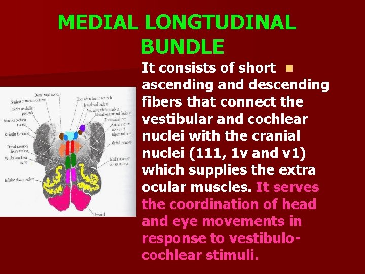 MEDIAL LONGTUDINAL BUNDLE It consists of short n ascending and descending fibers that connect